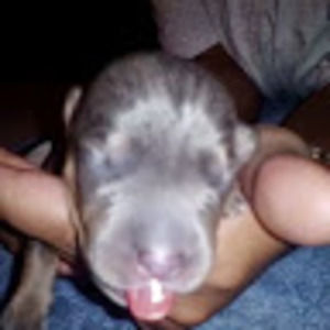 Meet your Posher, Jaime